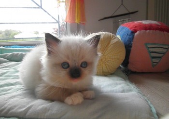 femelle seal point-mitted - 4 semaines - Chatterie Ragdolls du Val de Beauvoir